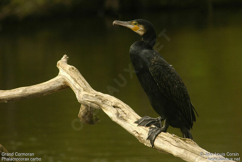 Great Cormorant