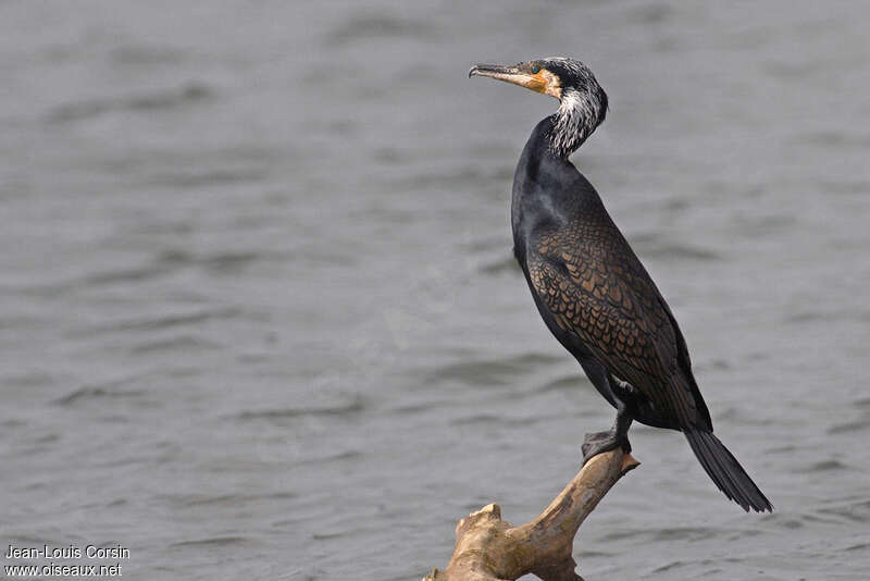 Grand Cormoranadulte, identification