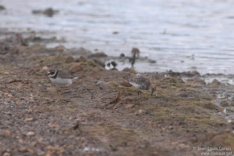 Common Ringed Plover