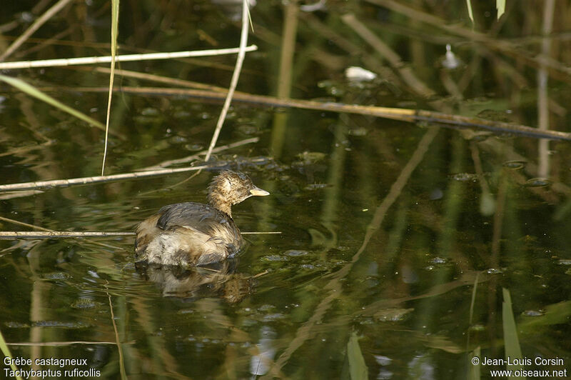 Little Grebe