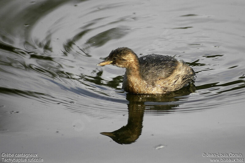 Little Grebe