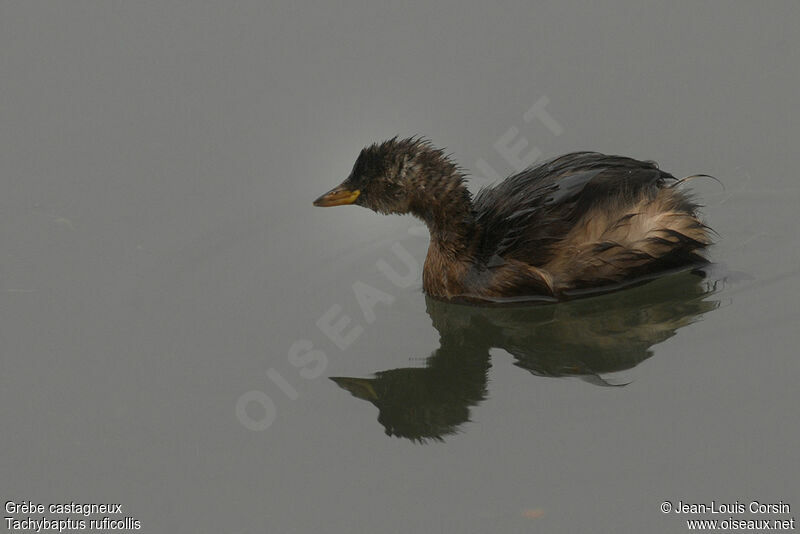 Little Grebe