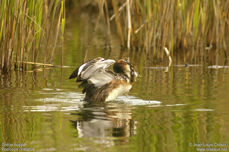 Great Crested Grebe