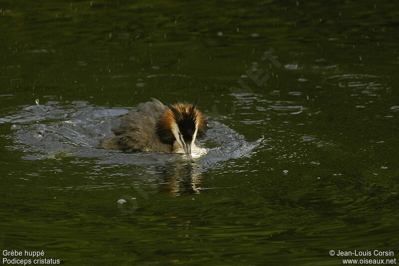 Great Crested Grebe