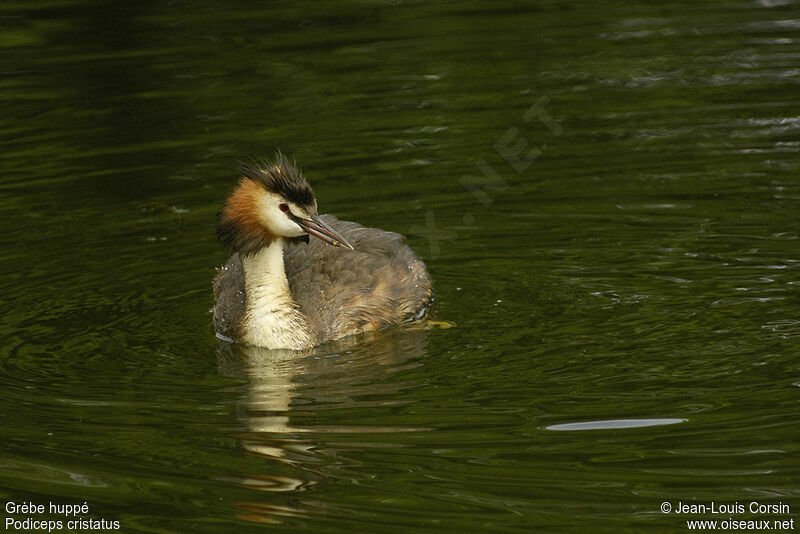 Great Crested Grebe