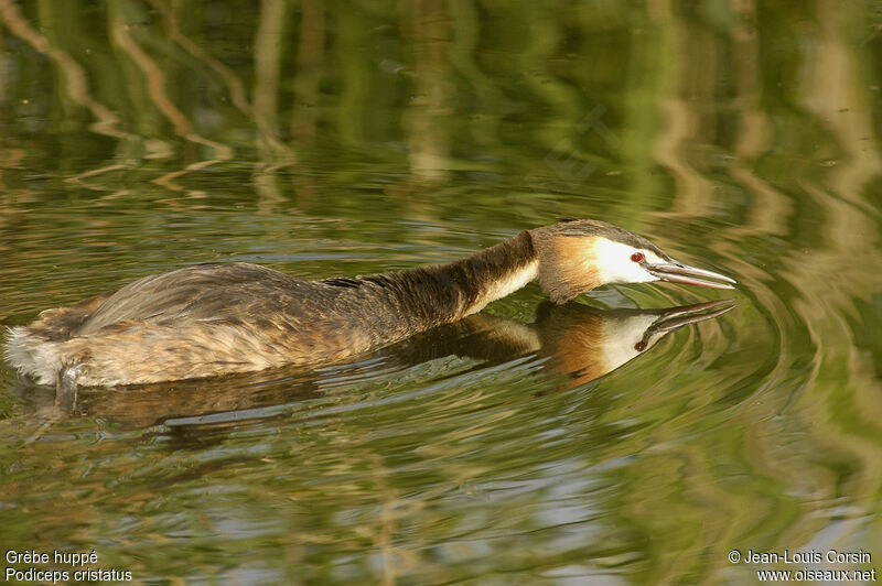 Great Crested Grebe