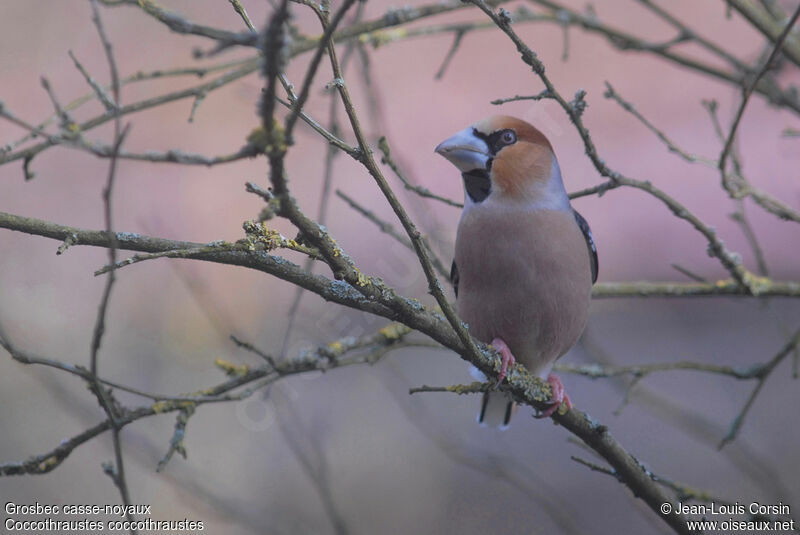 Hawfinch