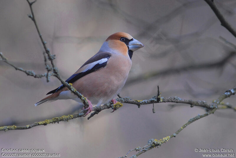 Hawfinch