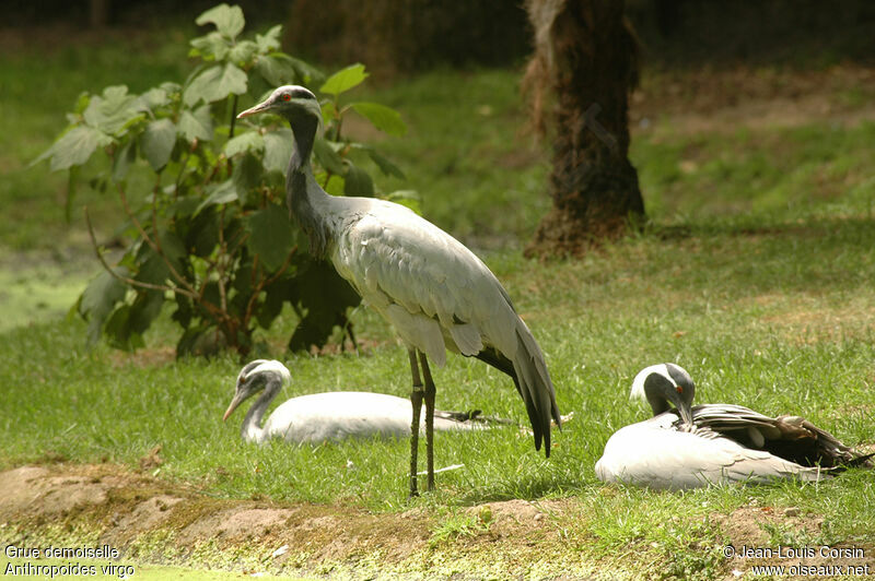 Demoiselle Crane