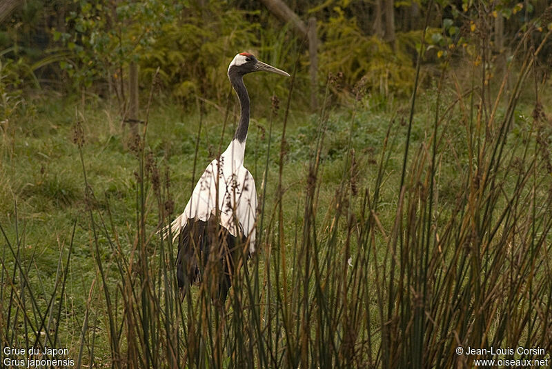 Red-crowned Crane