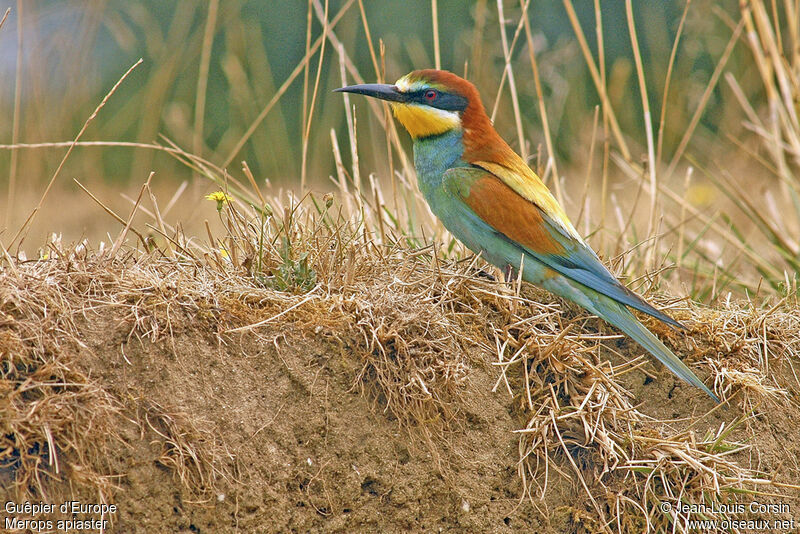 European Bee-eater