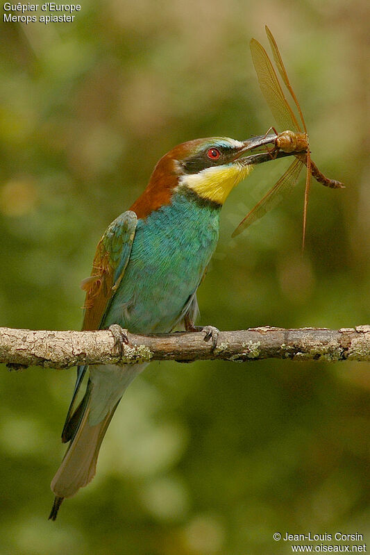 European Bee-eater, identification