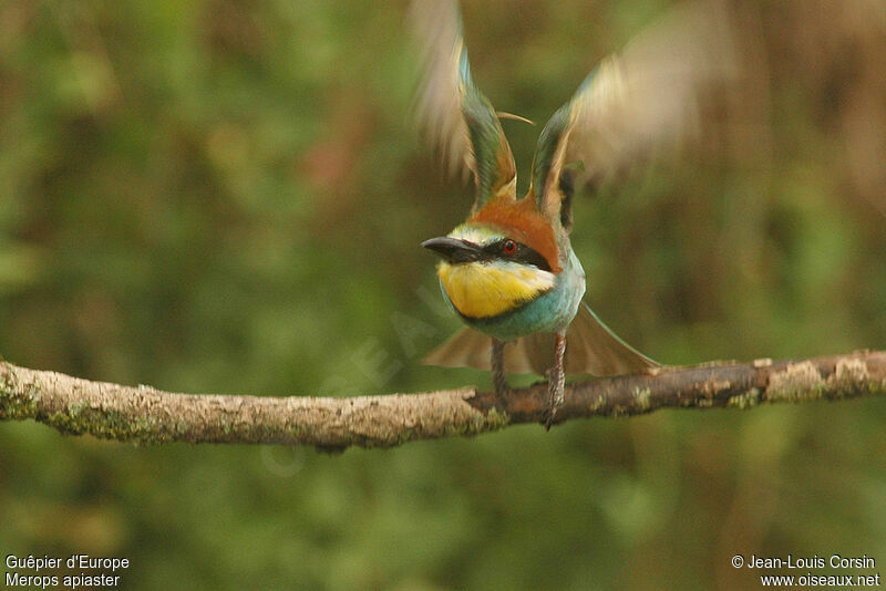 European Bee-eater, Flight