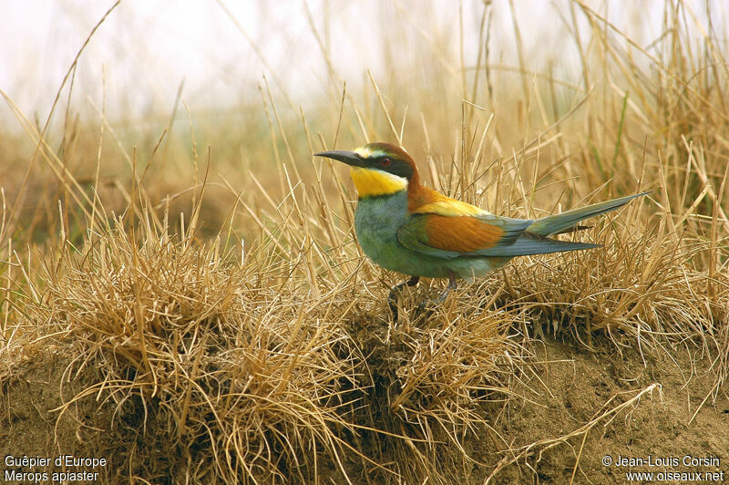 European Bee-eater