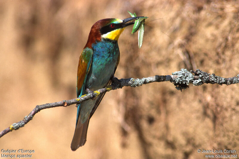 European Bee-eater