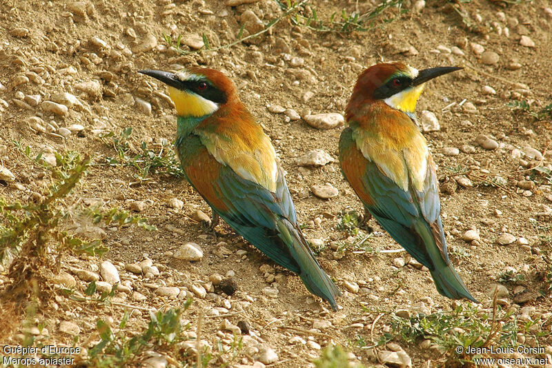 European Bee-eater