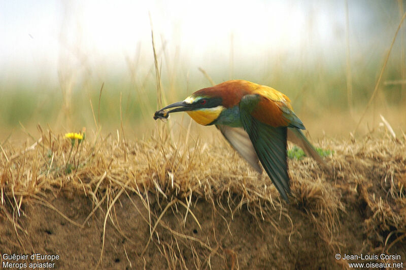 European Bee-eater