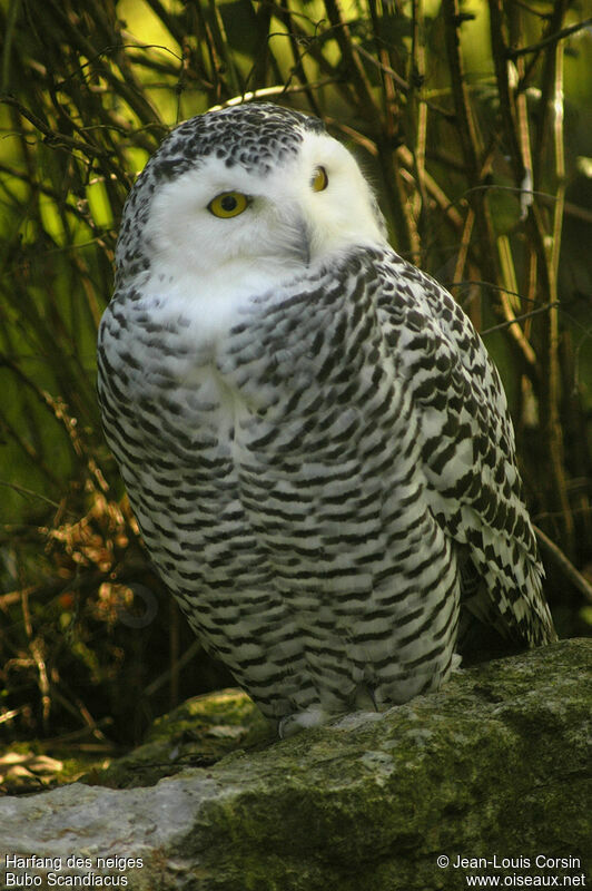 Snowy Owl