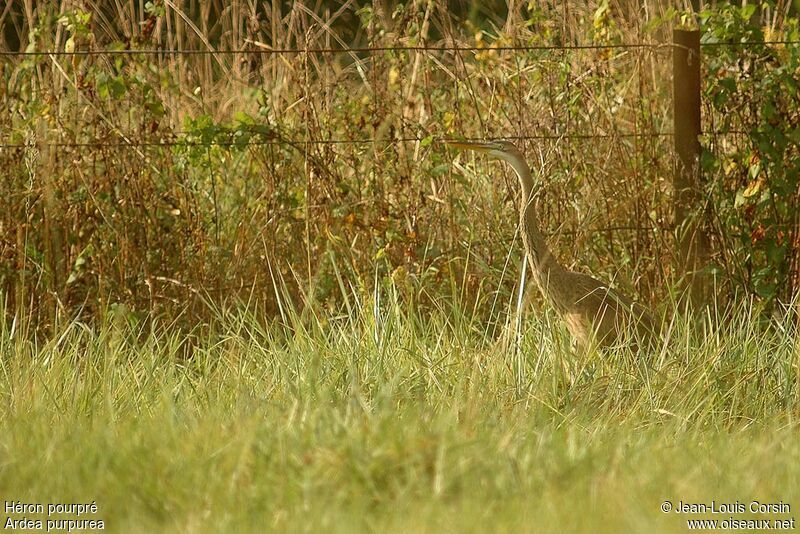 Purple Heron