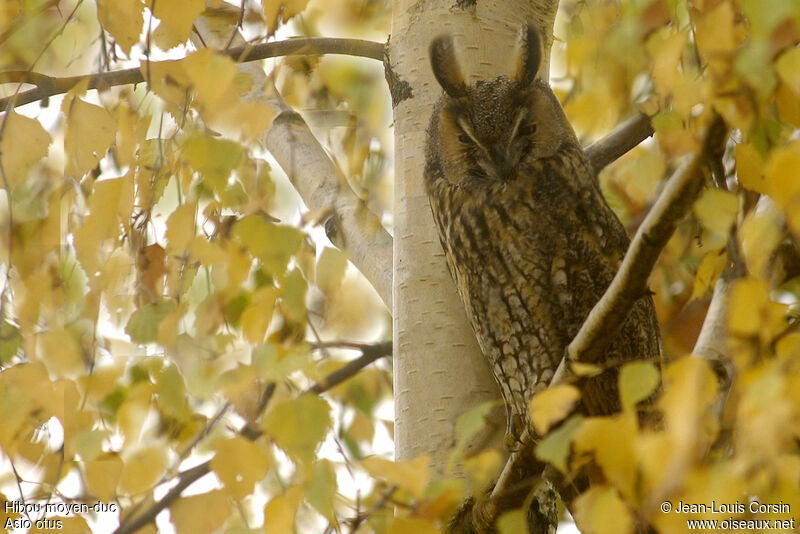 Hibou moyen-duc