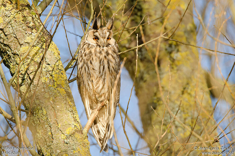 Long-eared Owl