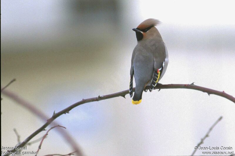 Bohemian Waxwing male adult