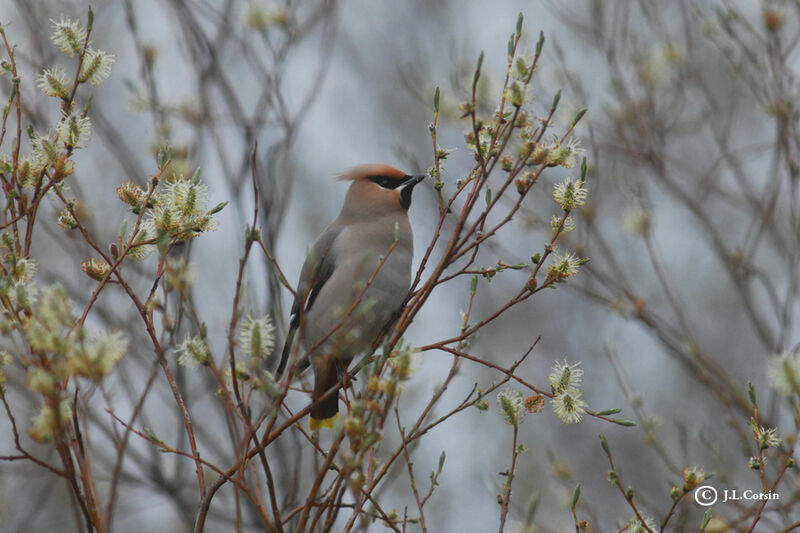 Bohemian Waxwing