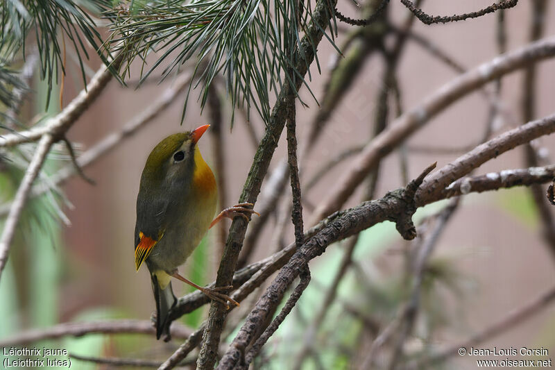 Red-billed Leiothrixadult