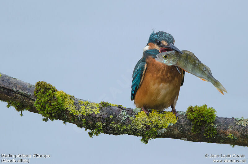 Common Kingfisher