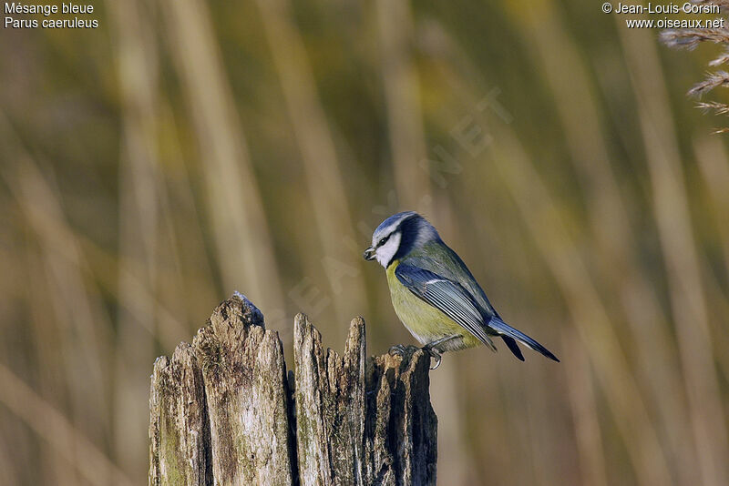 Eurasian Blue Tit