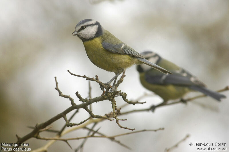 Eurasian Blue Tit