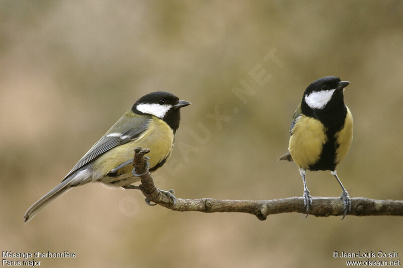 Great Tit