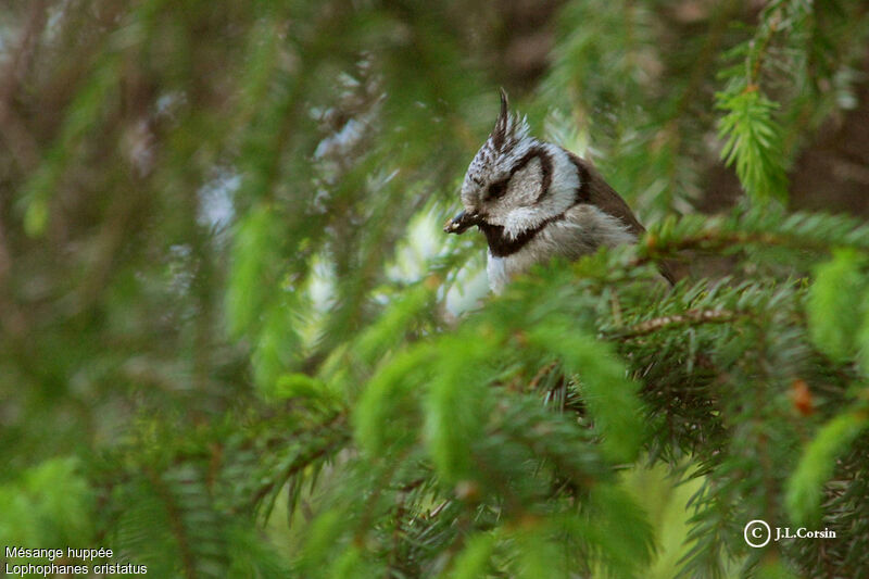 Mésange huppée