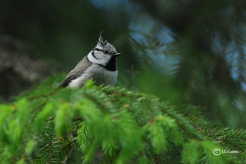 Mésange huppée