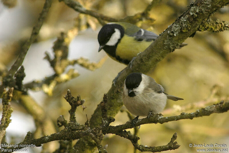 Marsh Tit