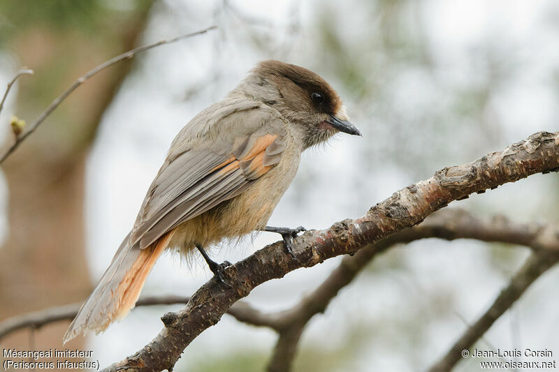 Siberian Jay