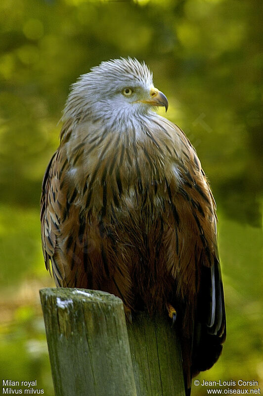 Red Kite