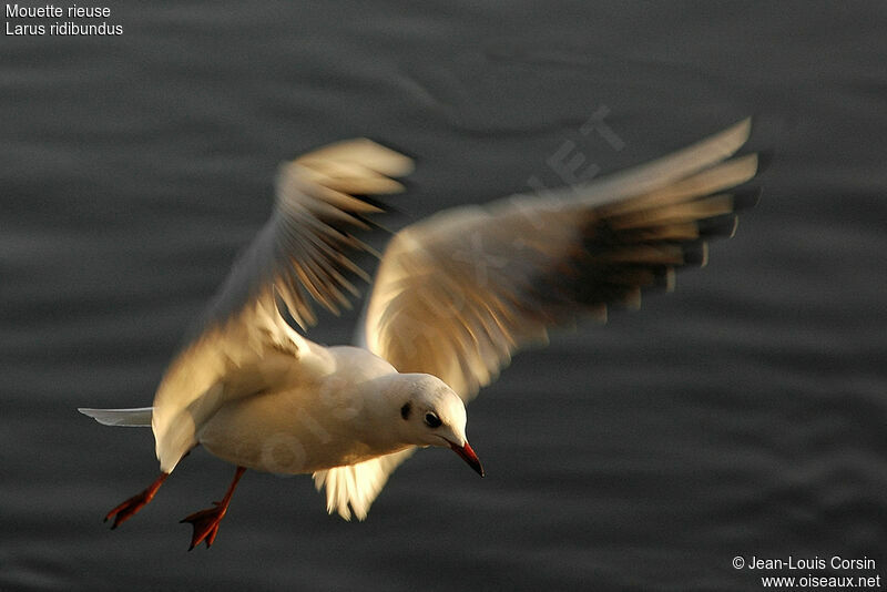 Black-headed Gull