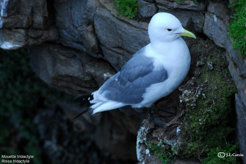 Mouette tridactyle