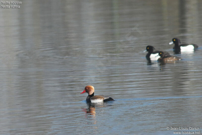 Red-crested Pochard male