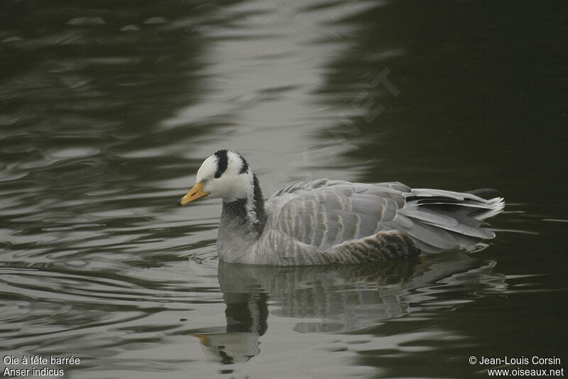 Bar-headed Goose