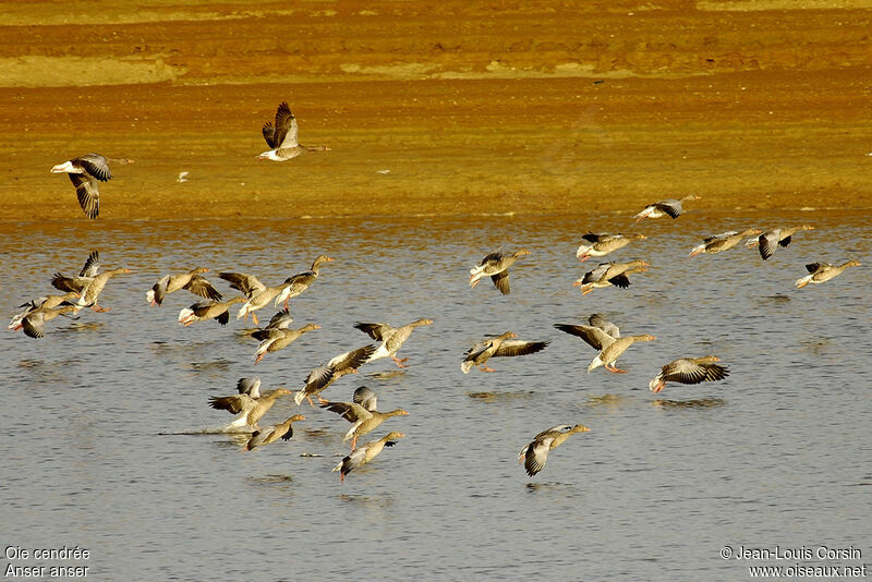 Greylag Goose