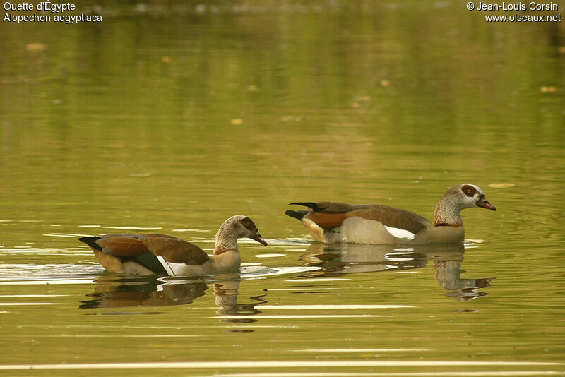 Egyptian Goose