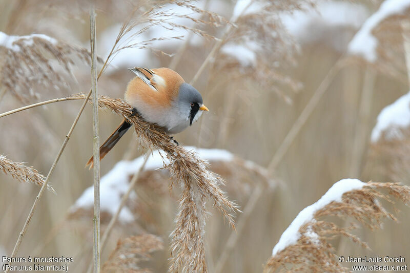 Bearded Reedling