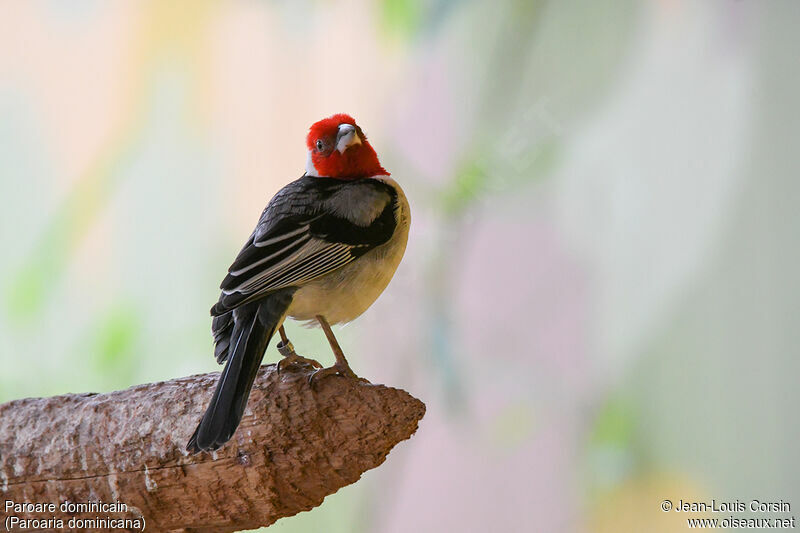 Red-cowled Cardinaladult