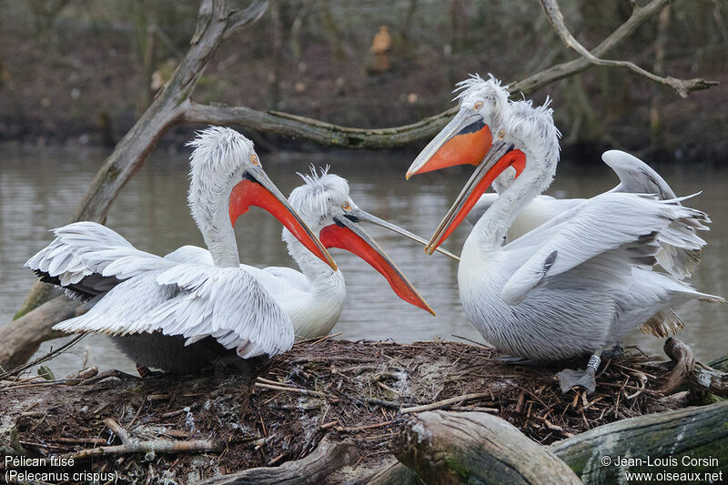 Dalmatian Pelican