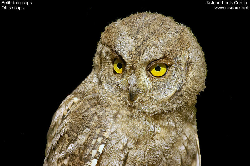 Eurasian Scops OwlFirst year