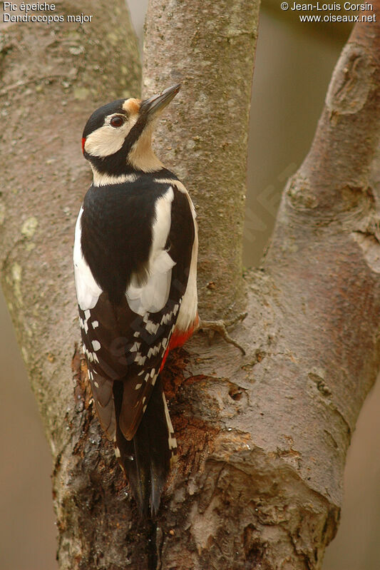 Great Spotted Woodpecker