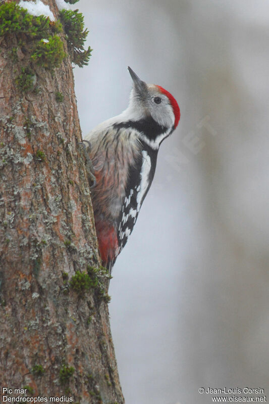 Middle Spotted Woodpecker