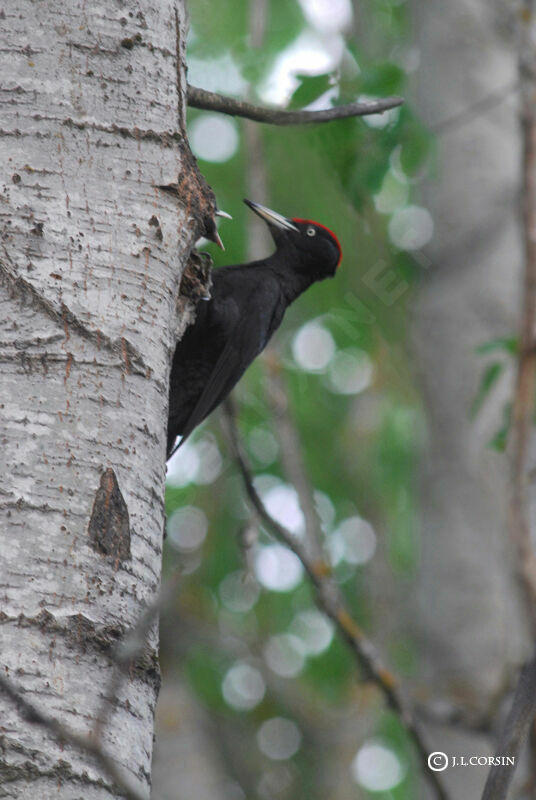 Black Woodpecker